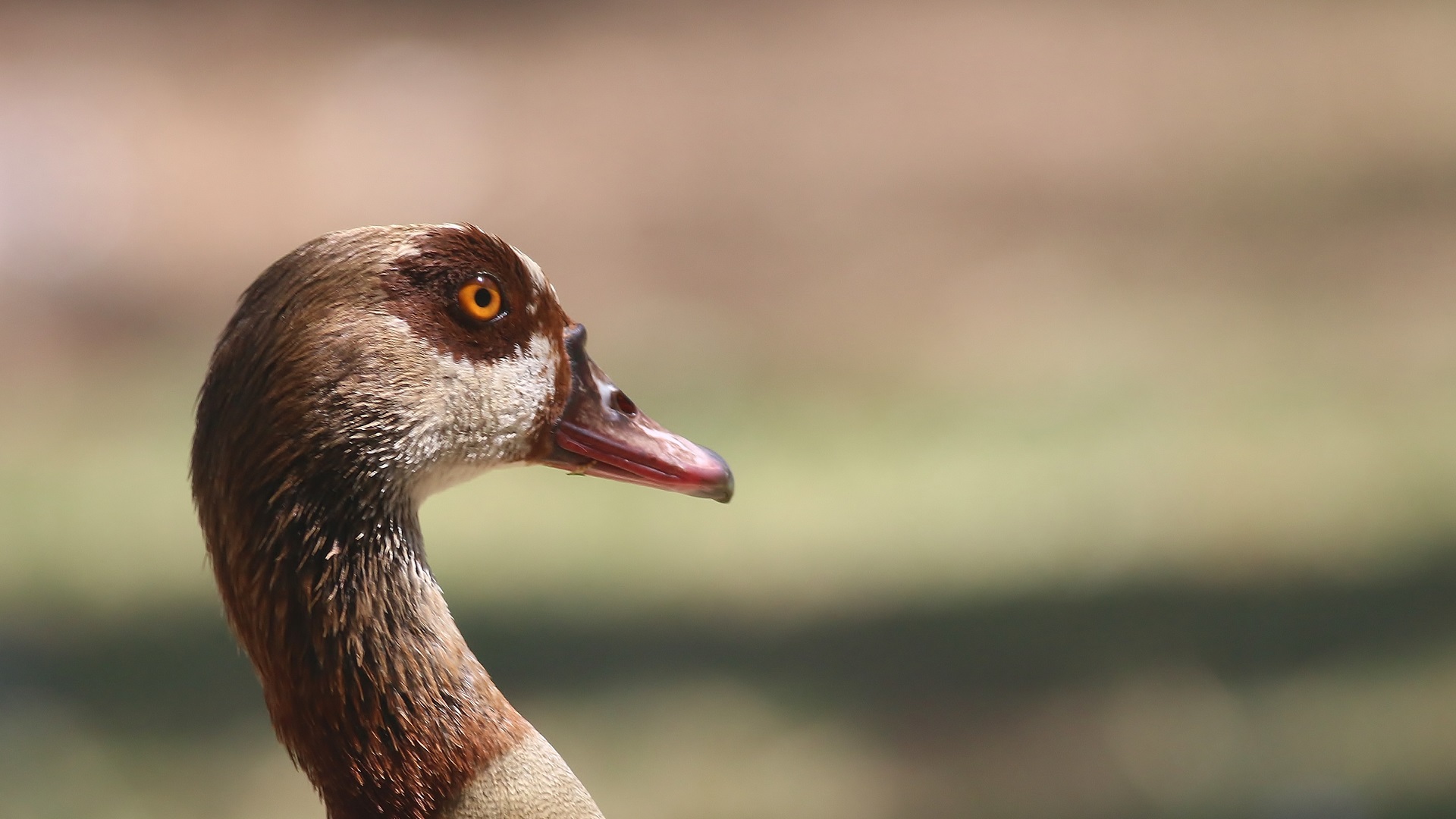 Egyptian Goose